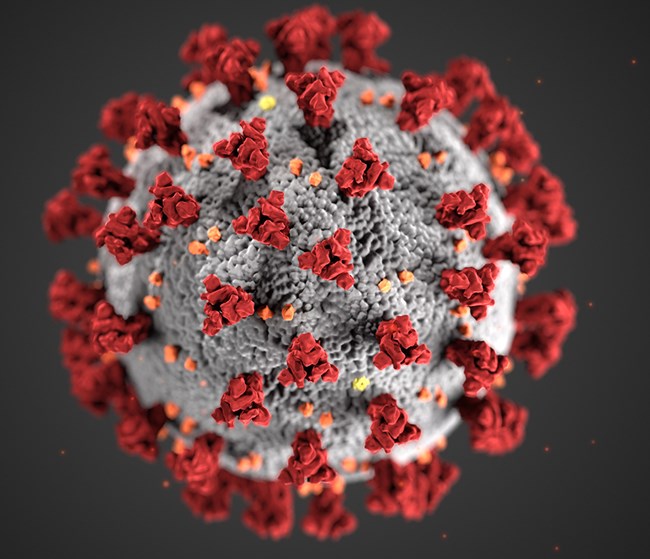 Image of COVID-19 virus. Photo credits to NPS.gov