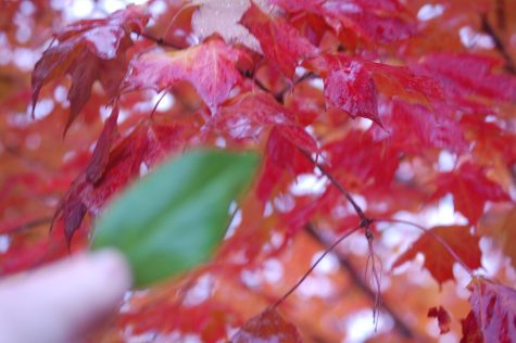 The comparison between a leave typically found in the summer versus a red tree in the fall.